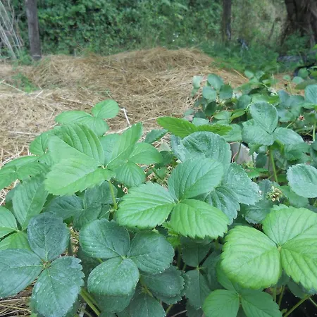 I Pascoli Di Amaltea Gospodarstwo agroturystyczne Alba (Piedmont)