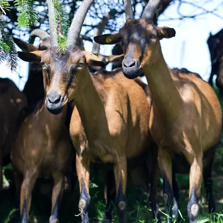 Gospodarstwo agroturystyczne I Pascoli Di Amaltea Alba (Piedmont)