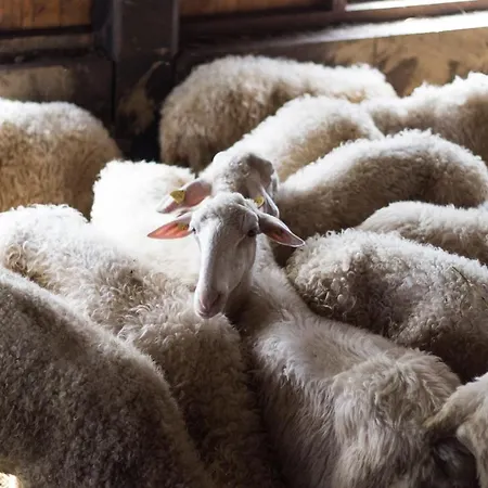 I Pascoli Di Amaltea Gospodarstwo agroturystyczne